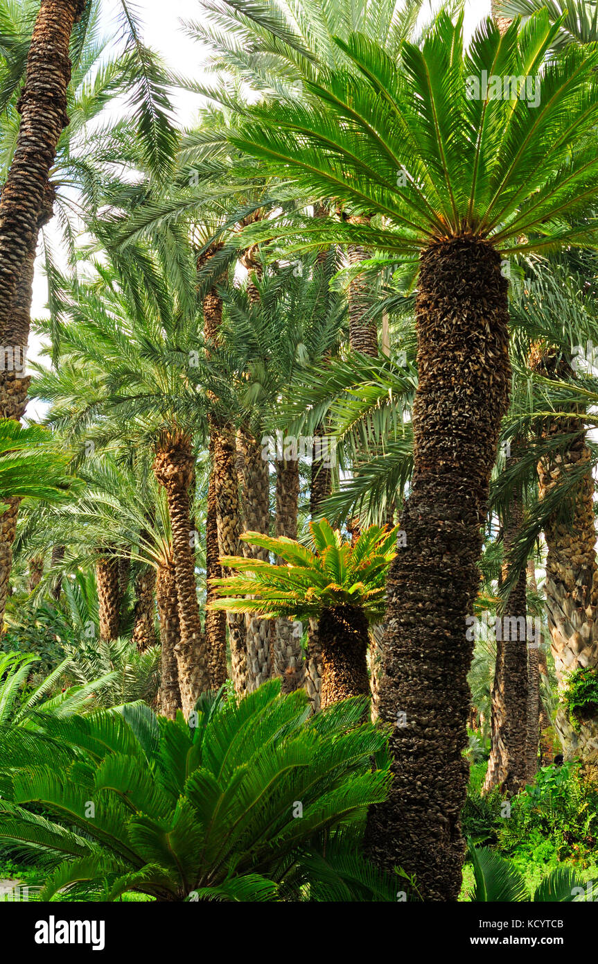 Palm trees at the Huerto del Cura, National artistic garden. Elche, Alicante, Spain Stock Photo