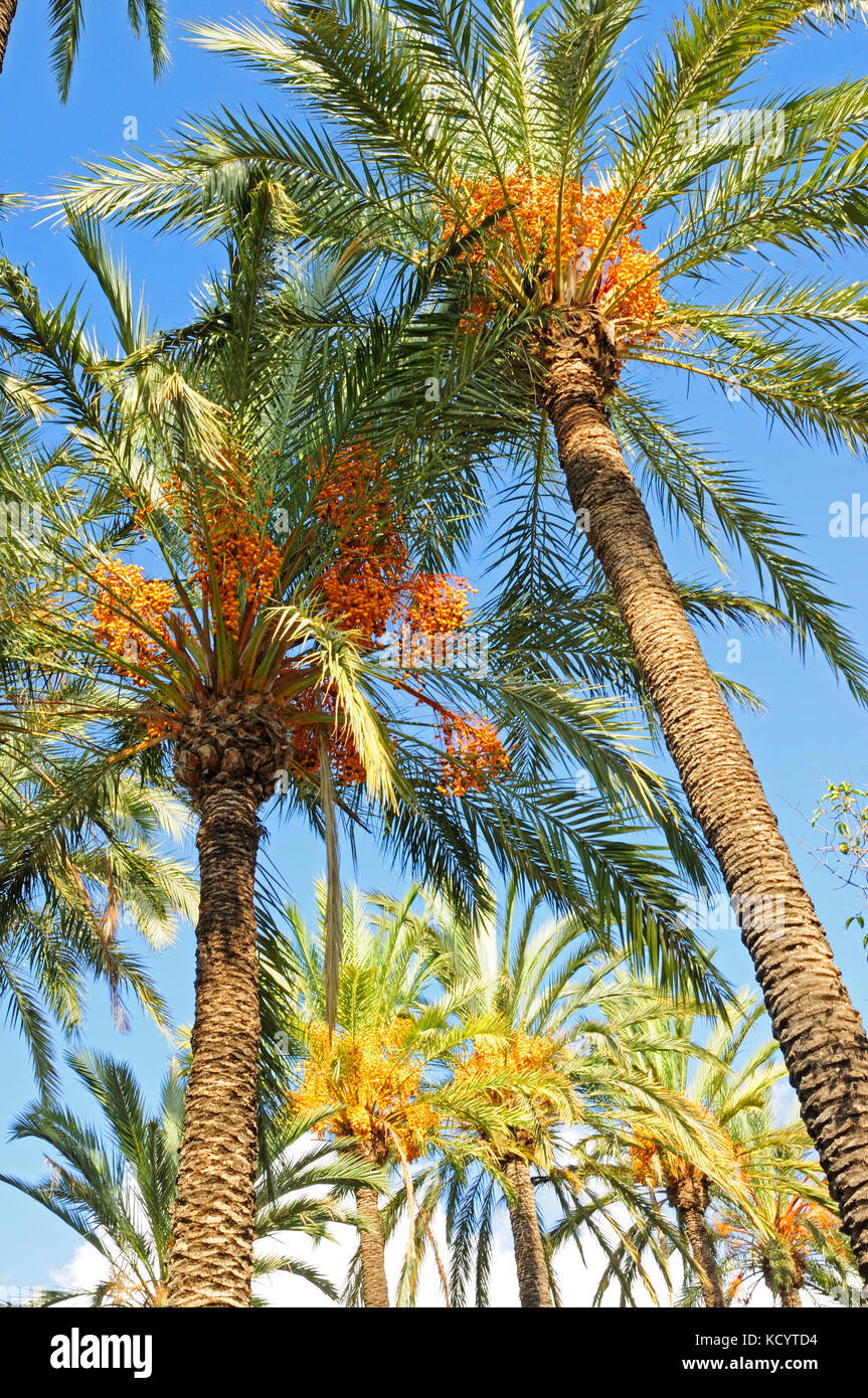 Date palm (Phoenix dactylifera) in the palm forest known as El Palmeral. Elche, Alicante, Spain Stock Photo