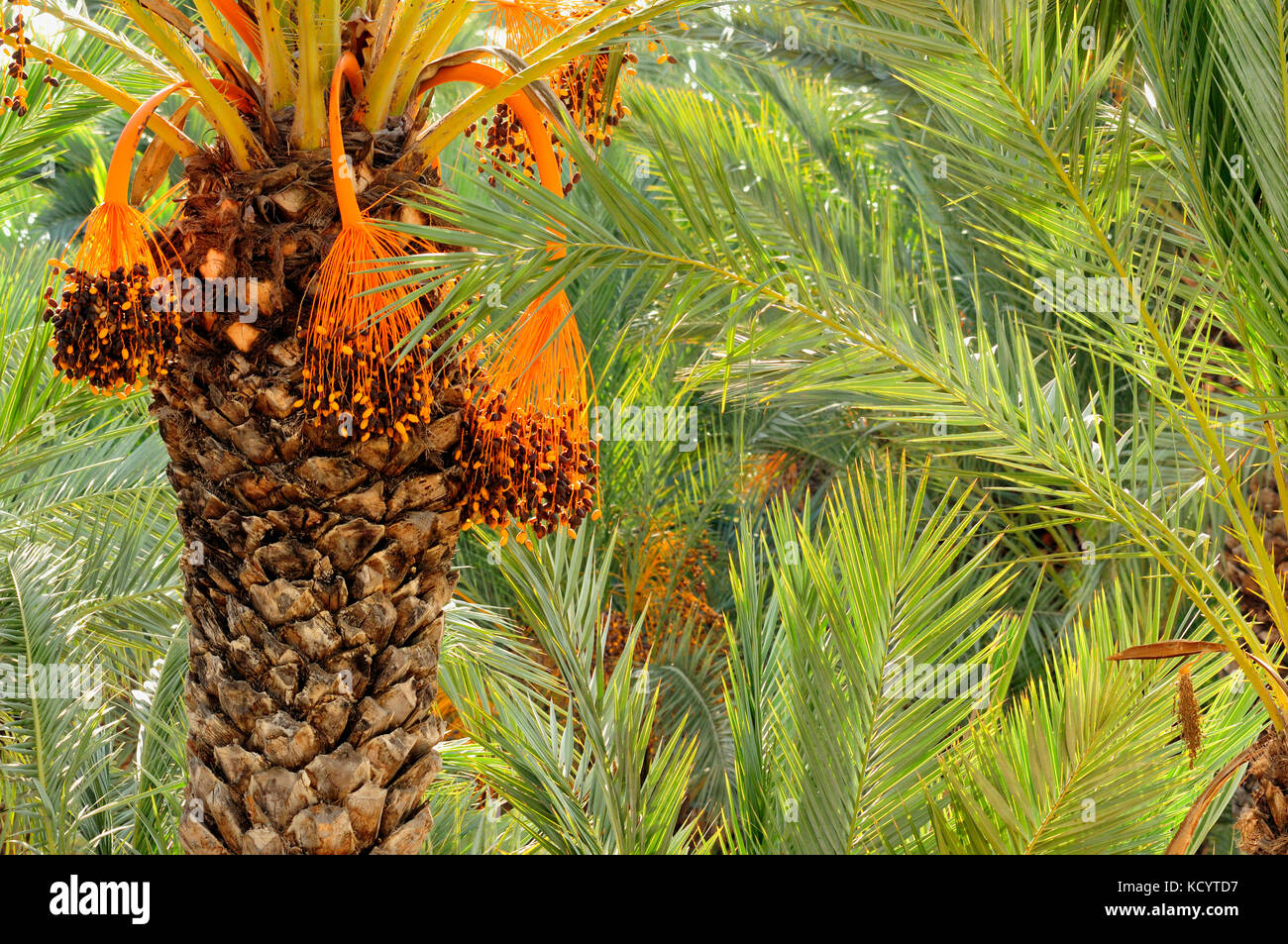 Date palm (Phoenix dactylifera) in the palm forest known as El Palmeral. Elche, Alicante, Spain Stock Photo