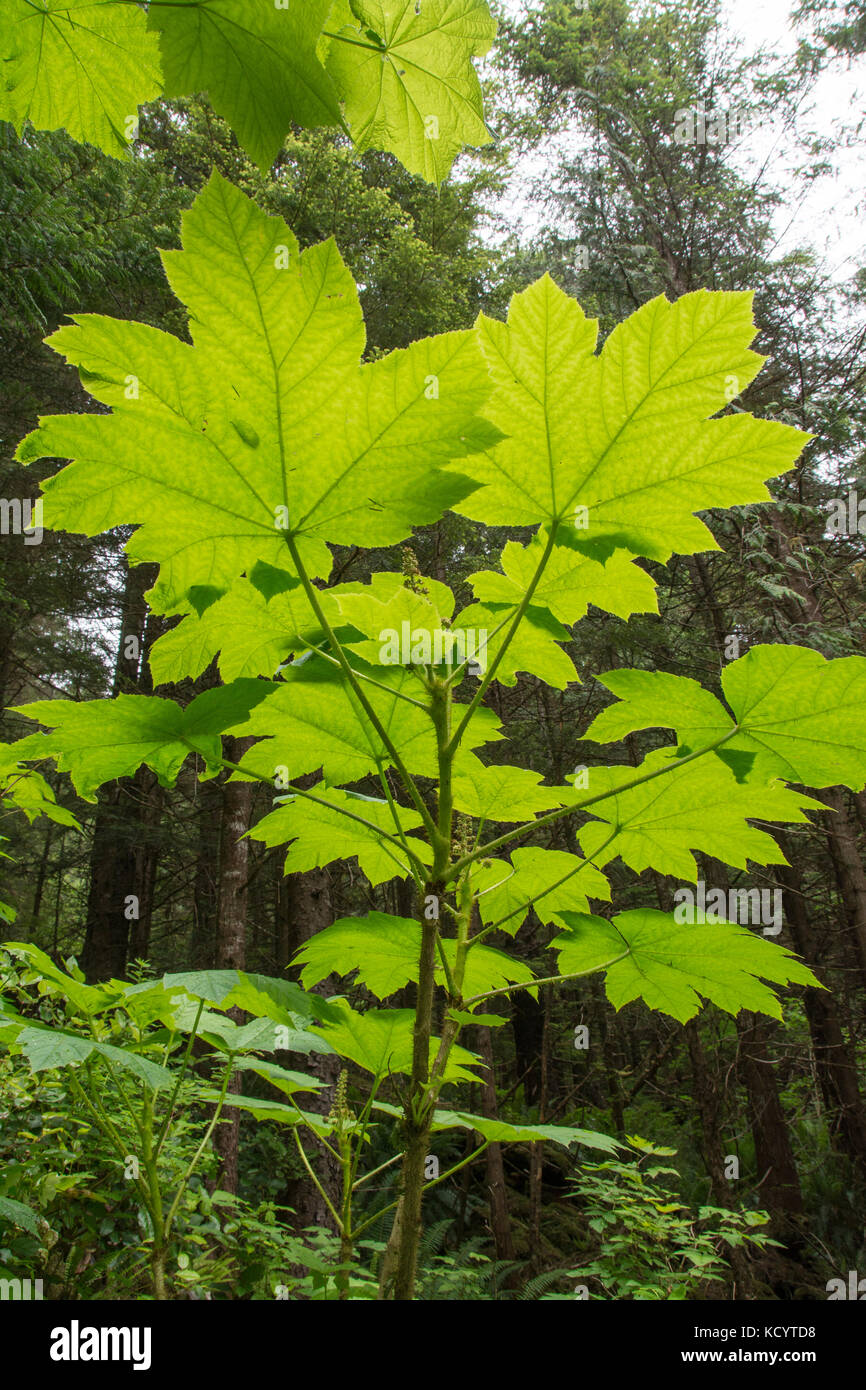 Devil's club or devil's walking stick, Oplopanax horridus, Haida Gwaii