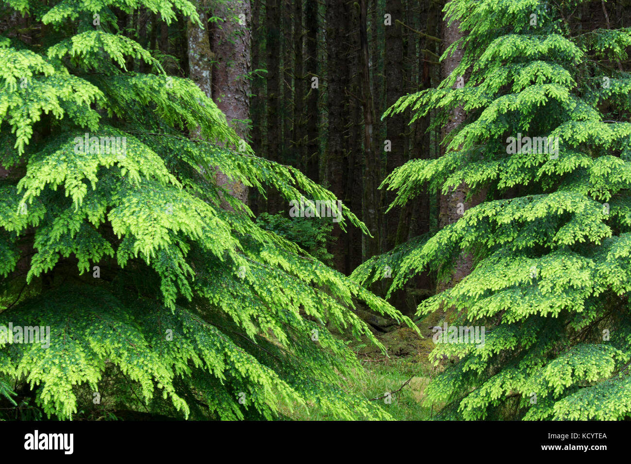 Flushing hemlock trees in spring, Haida Gwaii, formerly known as Queen Charlotte Islands, British Columbia, Canada Stock Photo