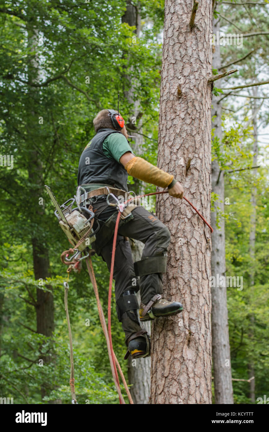 An arborist in a tree Stock Photo Alamy