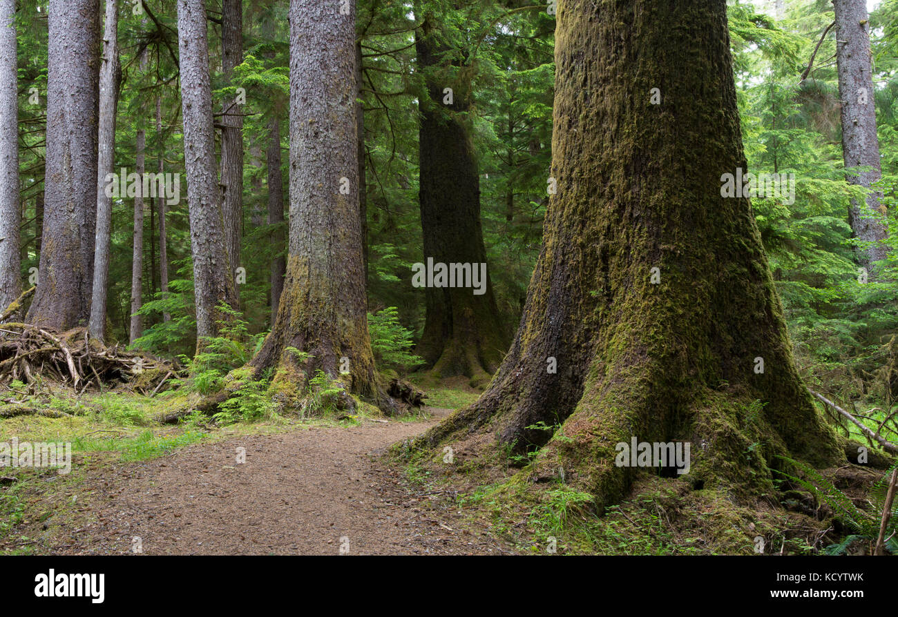 Golden Spruce trail, Port Clements, Haida Gwaii, formerly known as Queen Charlotte Islands