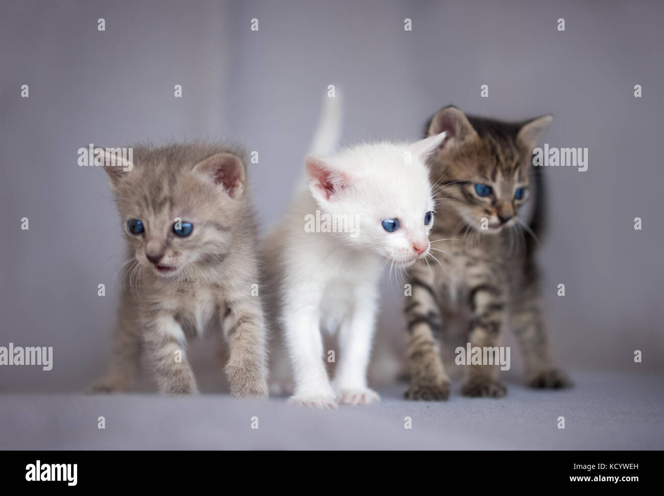 Portrait of three different kittens Stock Photo Alamy