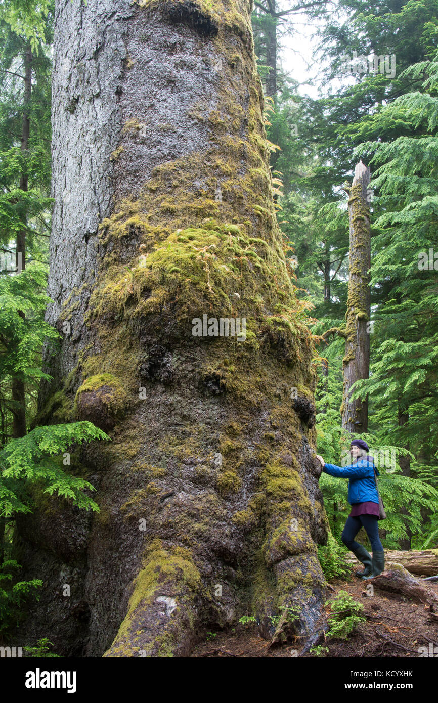 Ancient Sitka Spruce, Picea sitchensis,  Windy Bay, Gwaii Haanas National Park Reserve and Haida Heritage Site, Haida Gwaii, formerly known as Queen Charlotte Islands, British Columbia, Canada Stock Photo