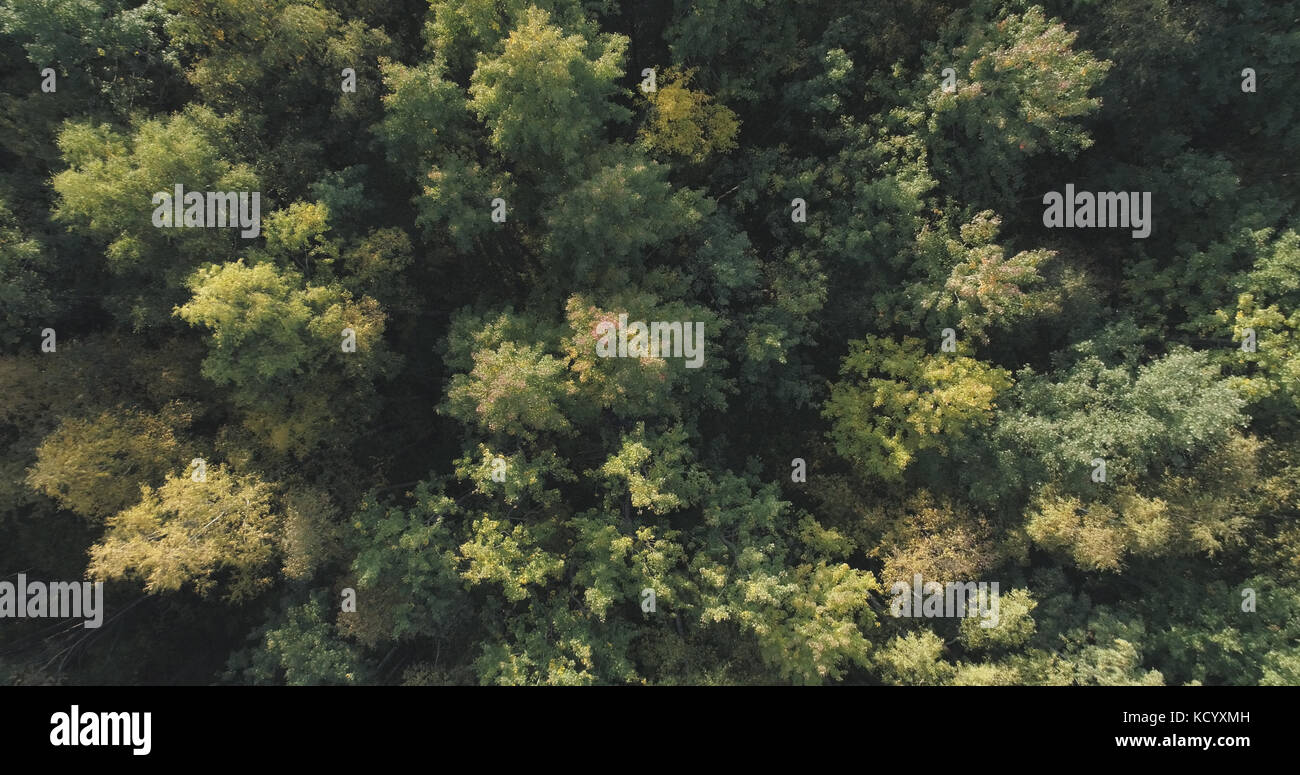 Aerial top view of autumn trees in wild park in september Stock Photo ...