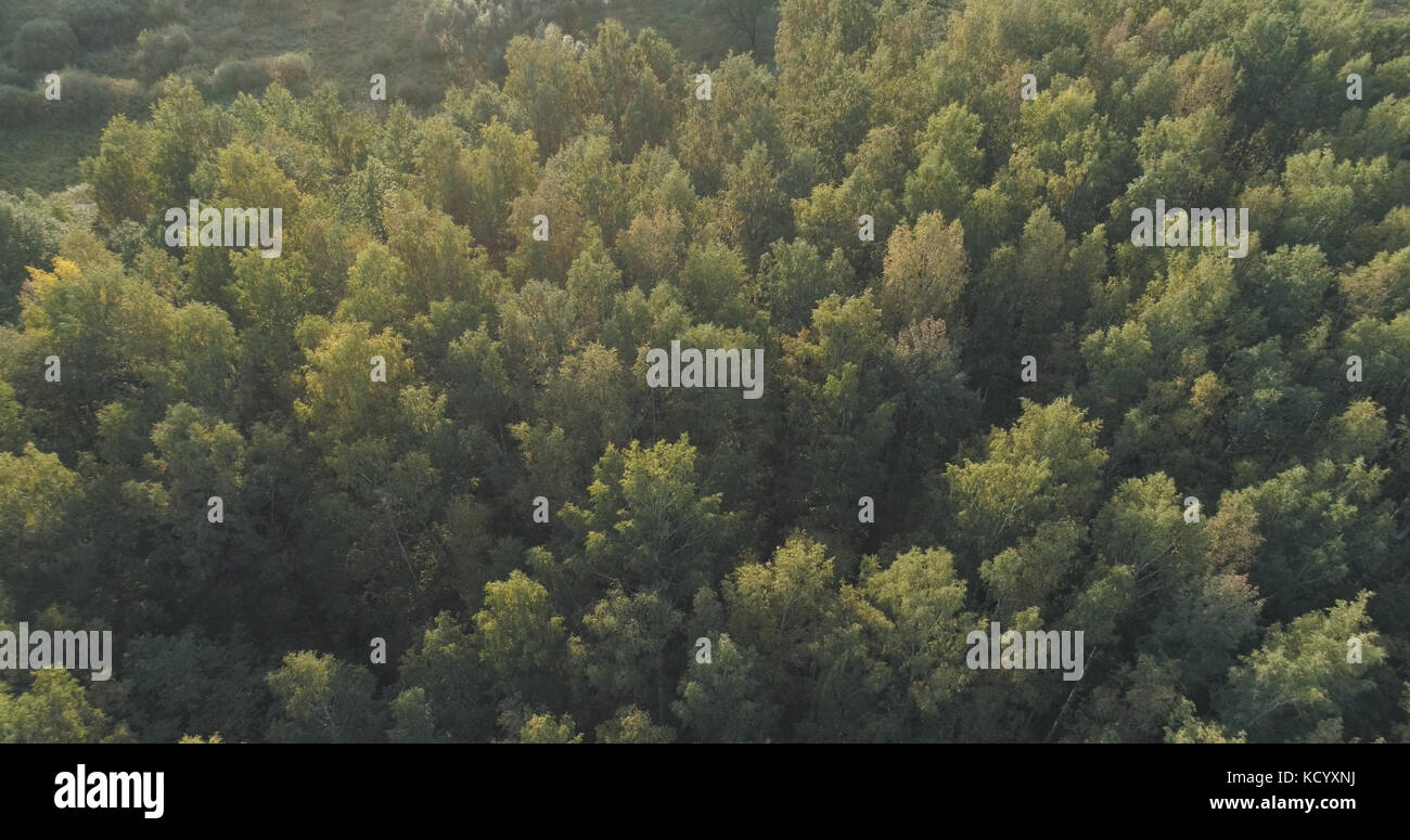 Aerial flight over autumn trees in wild park in september Stock Photo ...