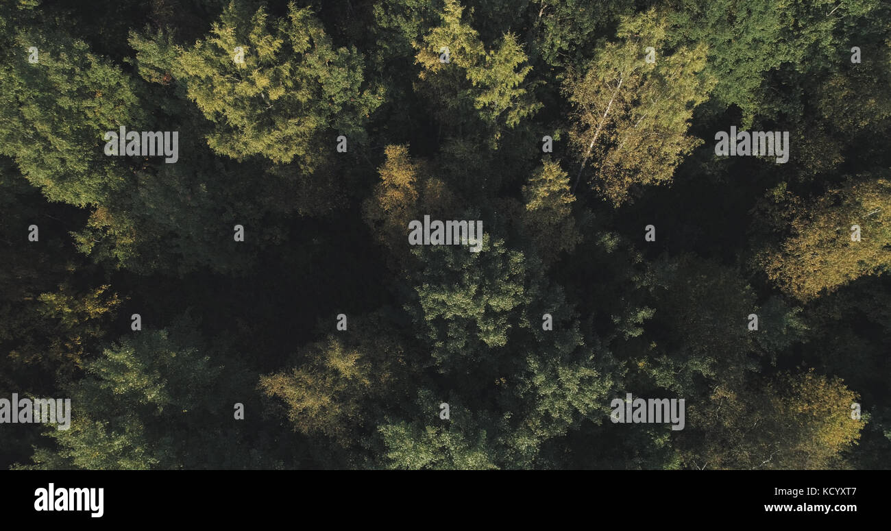 Beautiful flight above trees autumn hi-res stock photography and images ...