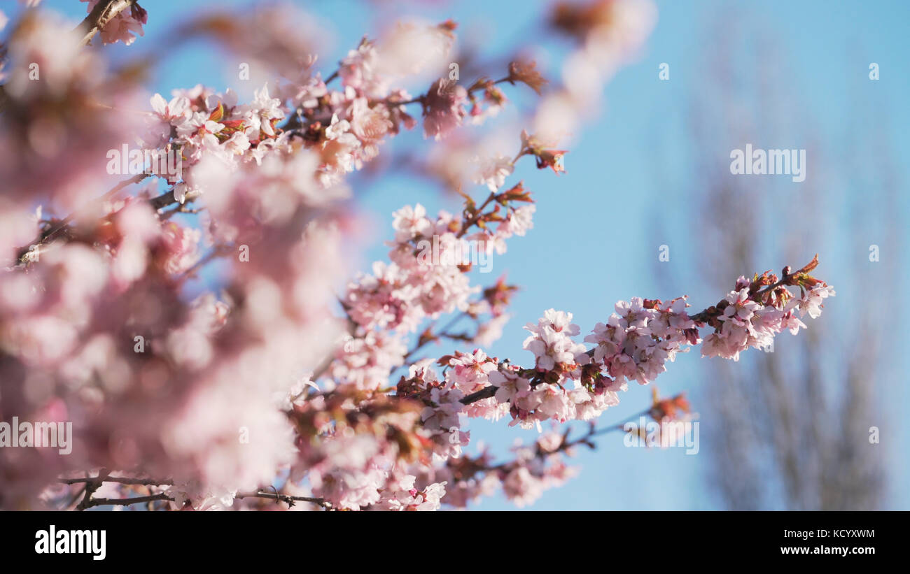beautiful sakura cherry tree blossom against blue sky Stock Photo - Alamy