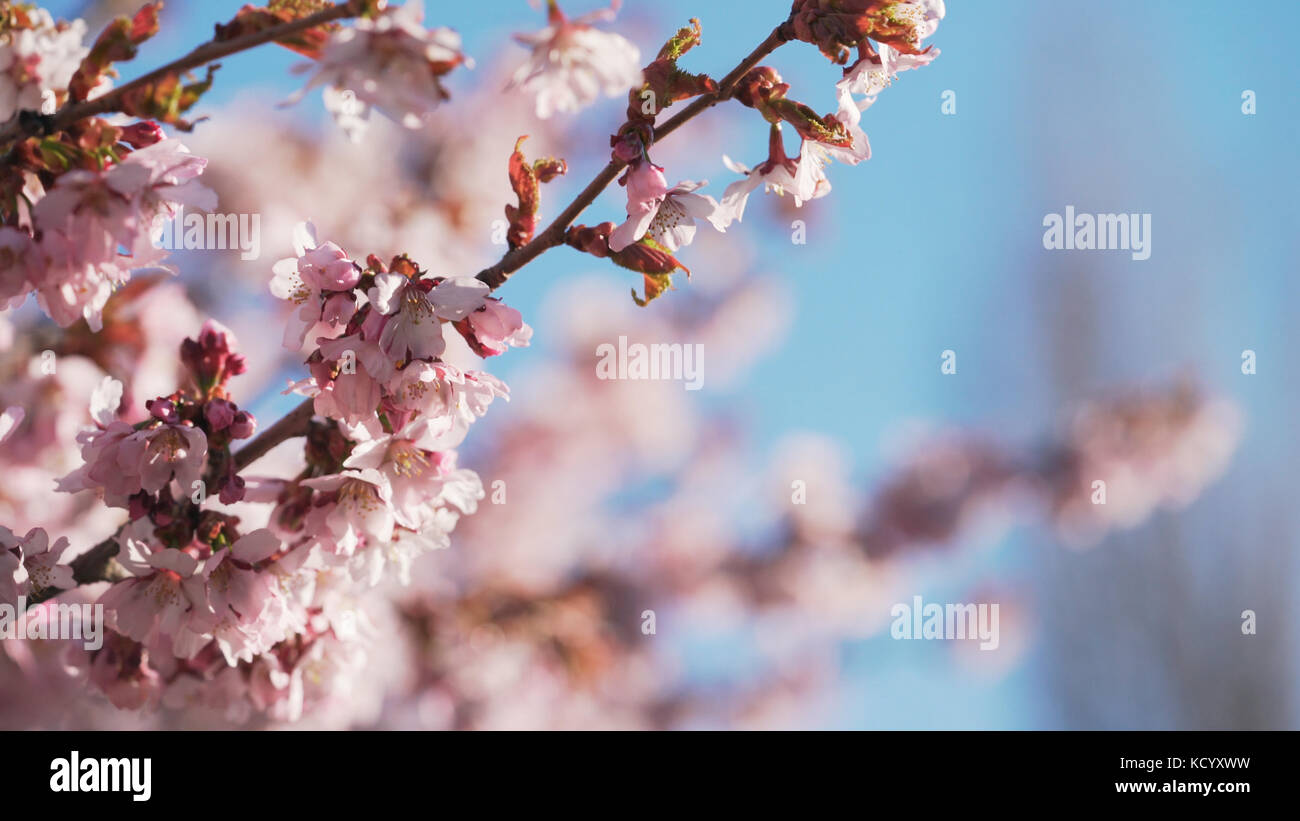 beautiful sakura cherry tree blossom against blue sky Stock Photo - Alamy