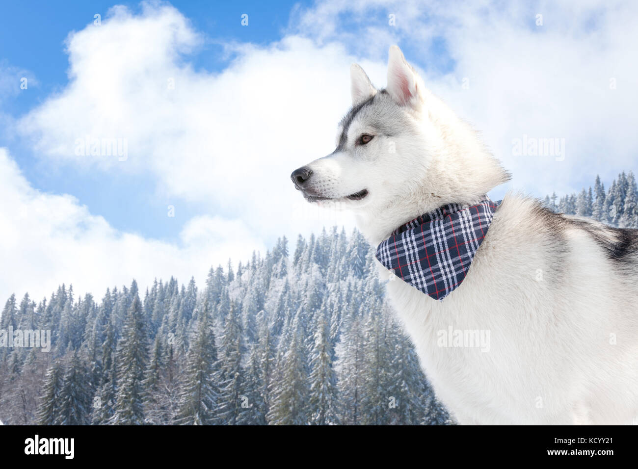 Siberian Husky in snow Stock Photo Alamy