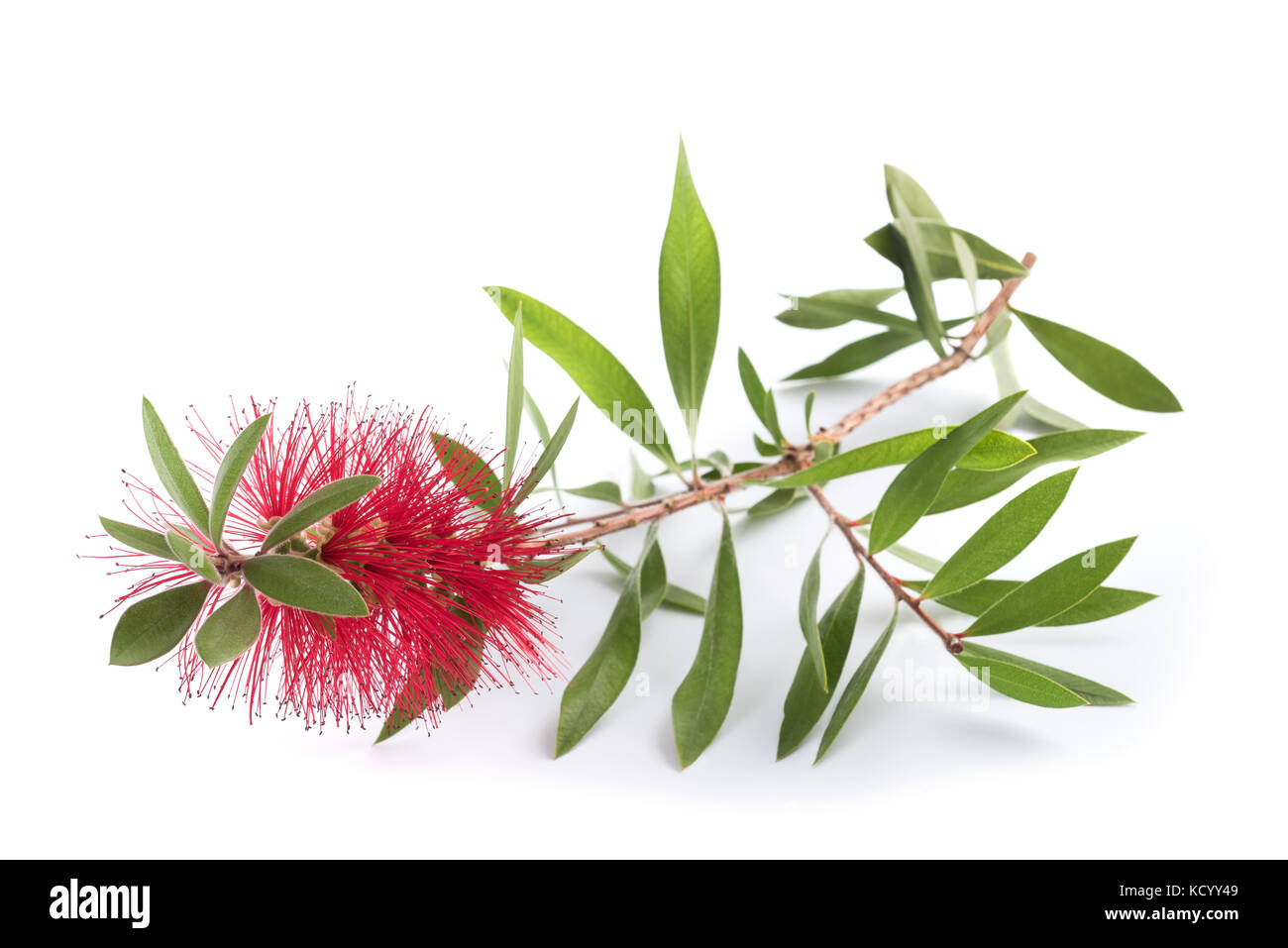 Crimson bottlebrush flower isolated on white background Stock Photo