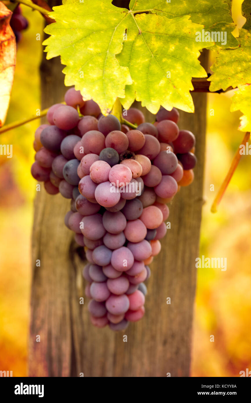 ripe wine grapes in vineyard Stock Photo Alamy
