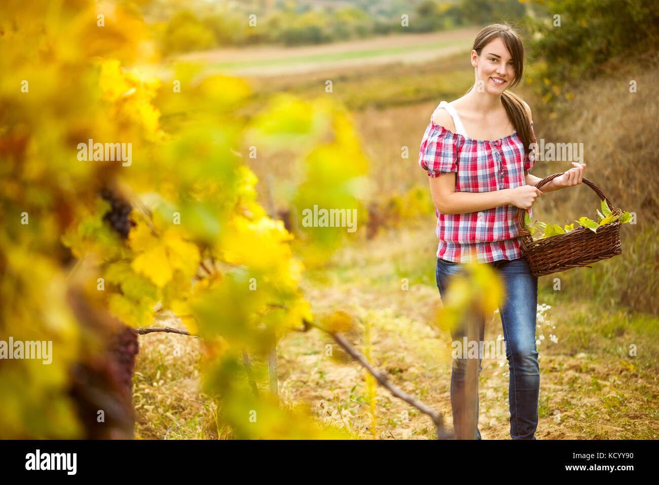 Young peasant woman with basket grape of in the vineyard Stock Photo