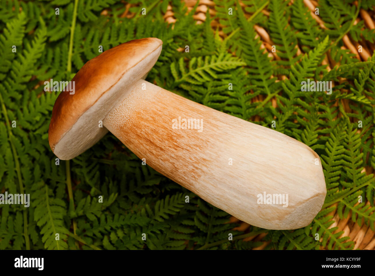 Mushroom in a basket with  ferns Stock Photo