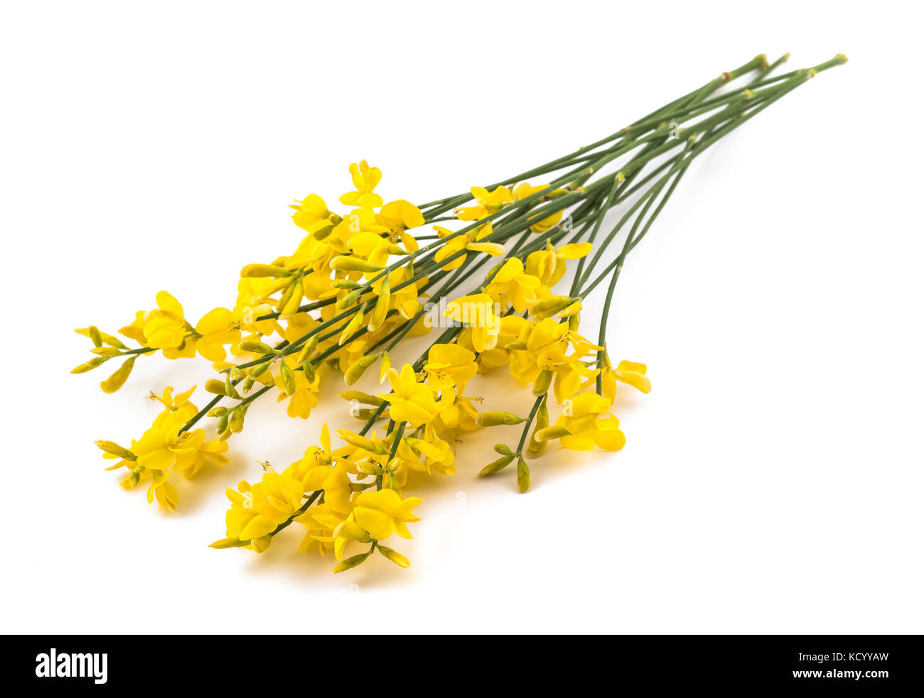 broom flowers isolated on a white background Stock Photo