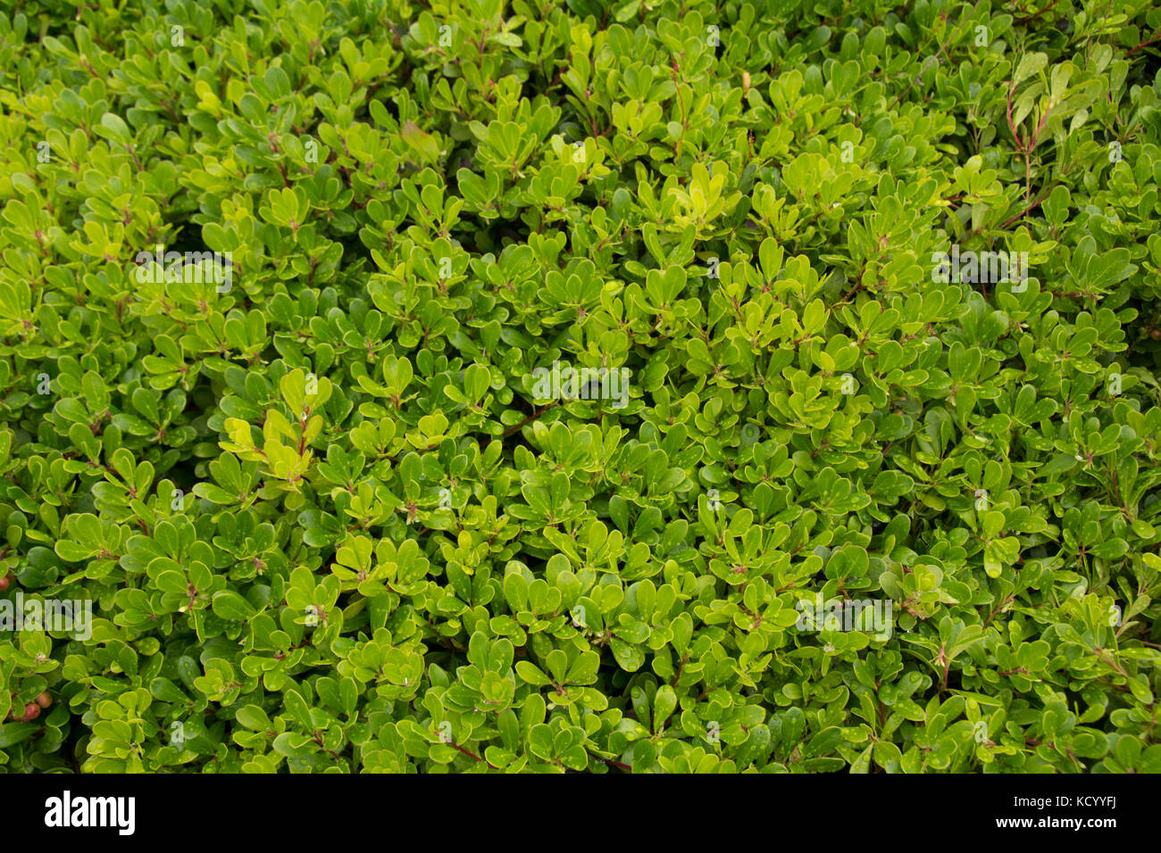Kinnikinnick or Bearberry, Arctostaphylos spp., Haida Gwaii, formerly known as Queen Charlotte Islands, British Columbia, Canada Stock Photo
