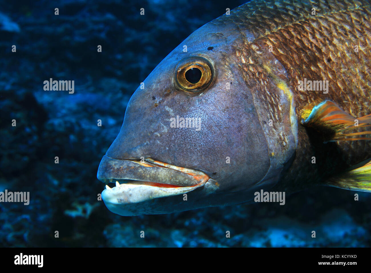 Orange-spotted emperor fish (Lethrinus erythracanthus) underwater in the tropical indian ocean Stock Photo