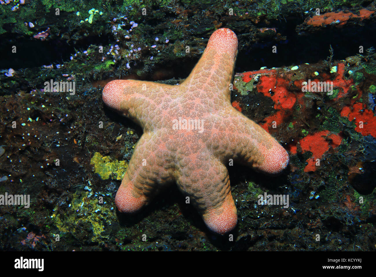 Granular starfish (Choriaster granulatus) underwater in the indian ocean Stock Photo
