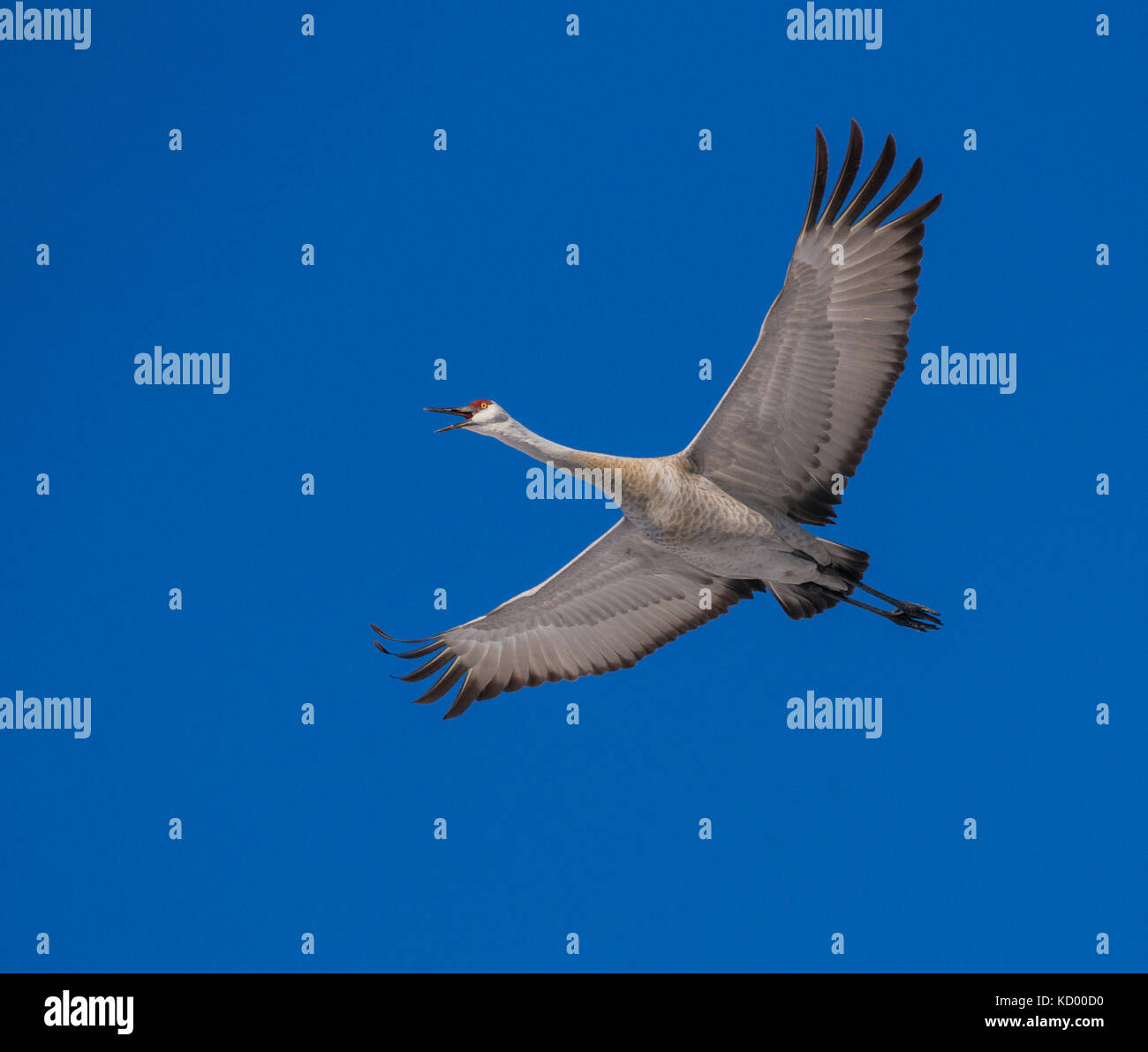 sandhill crane, Grus canadensis, North Bay region, West Nipissing, north eastern ontario Stock Photo