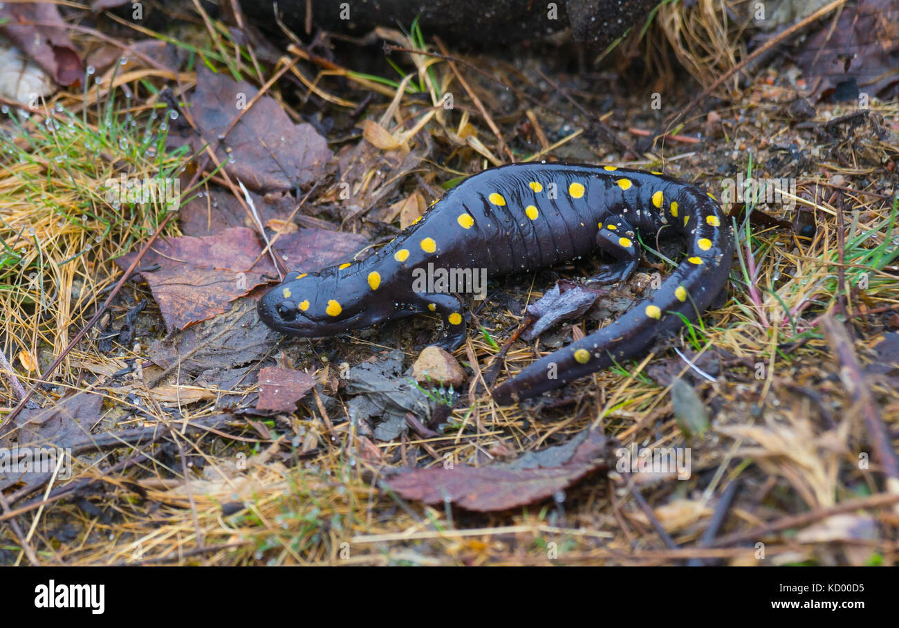 Spotted Salamander, Ambystoma maculatum, West Nipissing, north eastern Otario, Canada Stock Photo