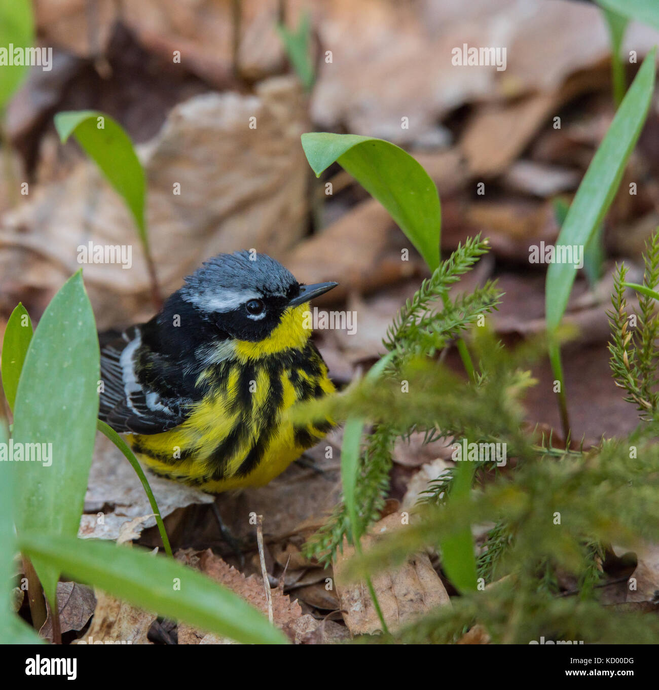 Magnolia Warbler, Dendroica magnolia, North Bay region of north eastern Ontario Stock Photo