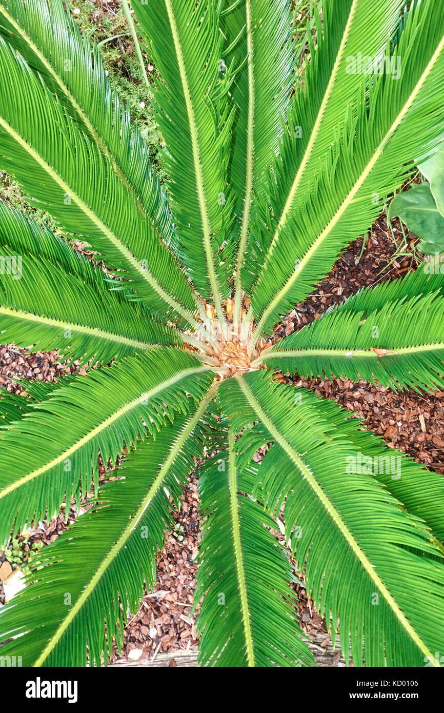 Delicate leaves of the Japanese sago palm, Cycas revoluta, growing in a garden. Stock Photo