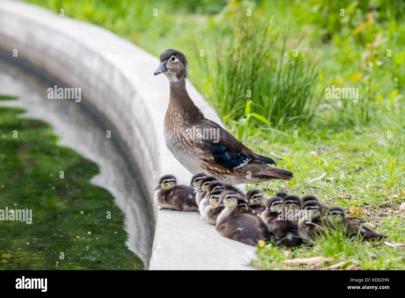 Large family of Wood Ducks, with many ducklings, Assiniboine Park Duck Pond, Winnipeg, Manitoba, Canada. Stock Photo