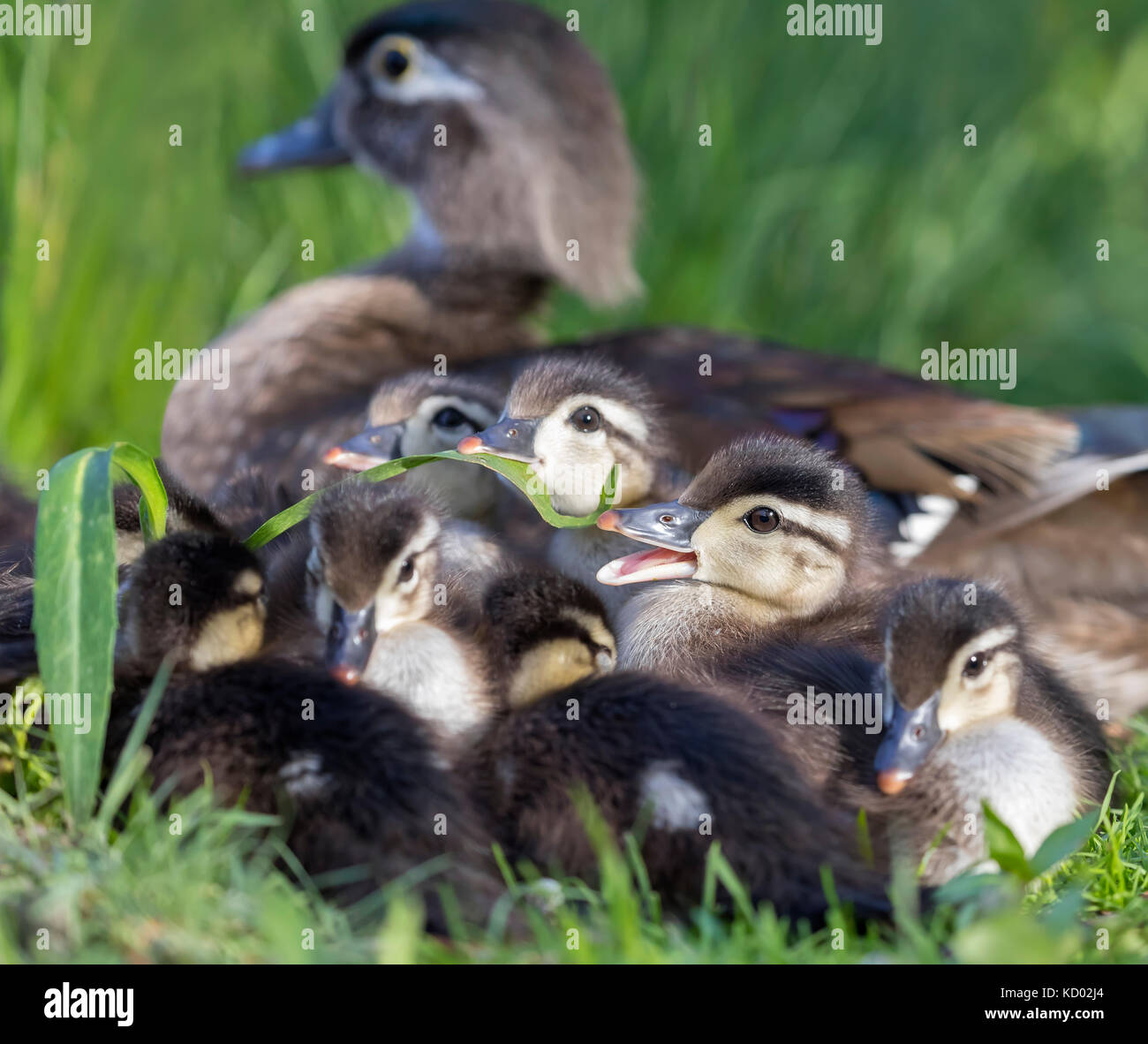 Wood Ducklings feeding on grass, Manitoba, Canada Stock Photo