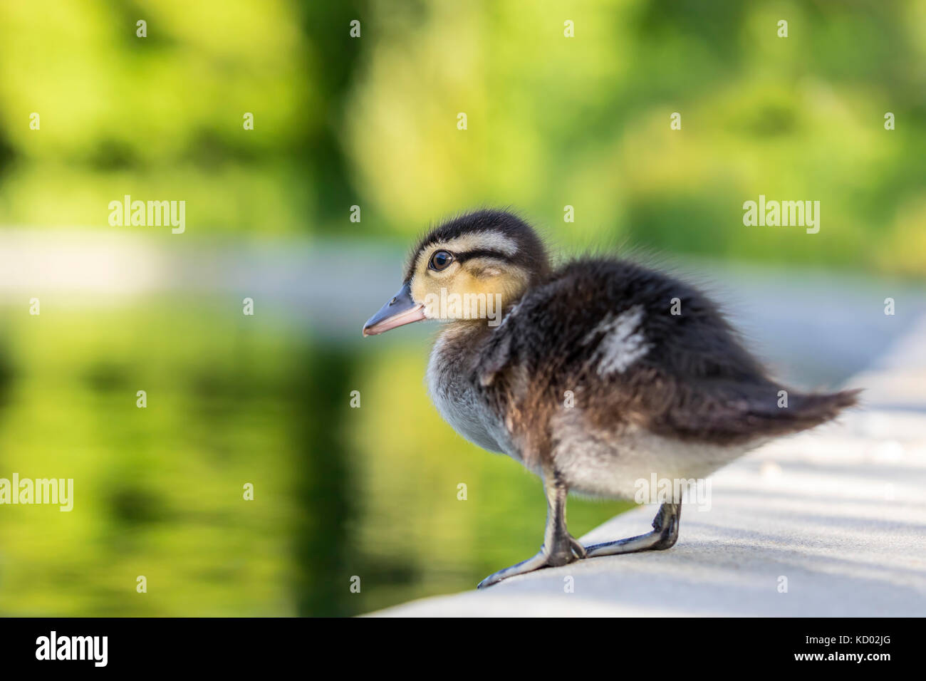Wood duckling on the edge of the Duck Pond, Assiniboine Park, Winnipeg, Manitoba, Canada. Stock Photo