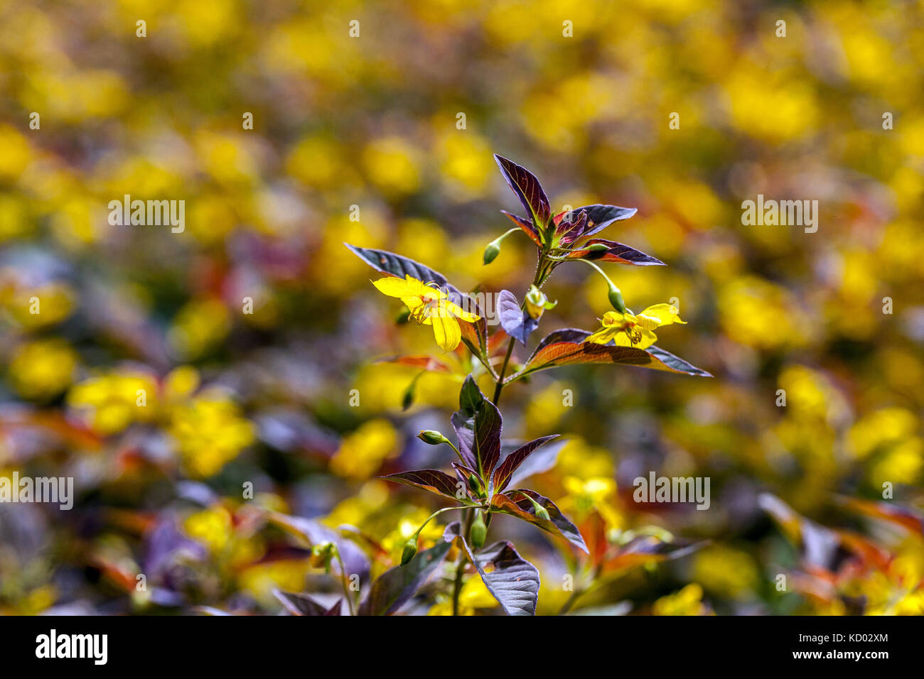 Lysimachia ciliata ' Firecracker ' yellow flowering Stock Photo