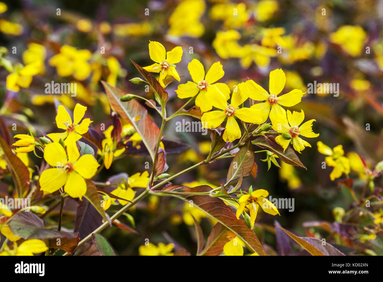 Lysimachia ciliata ' Firecracker ' yellow flowering Stock Photo