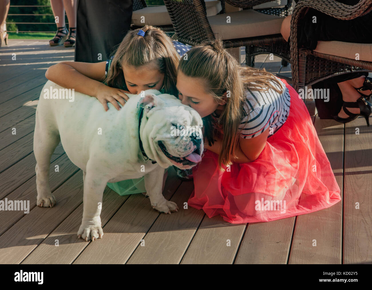 Two little girls kiss a white bulldog. Stock Photo