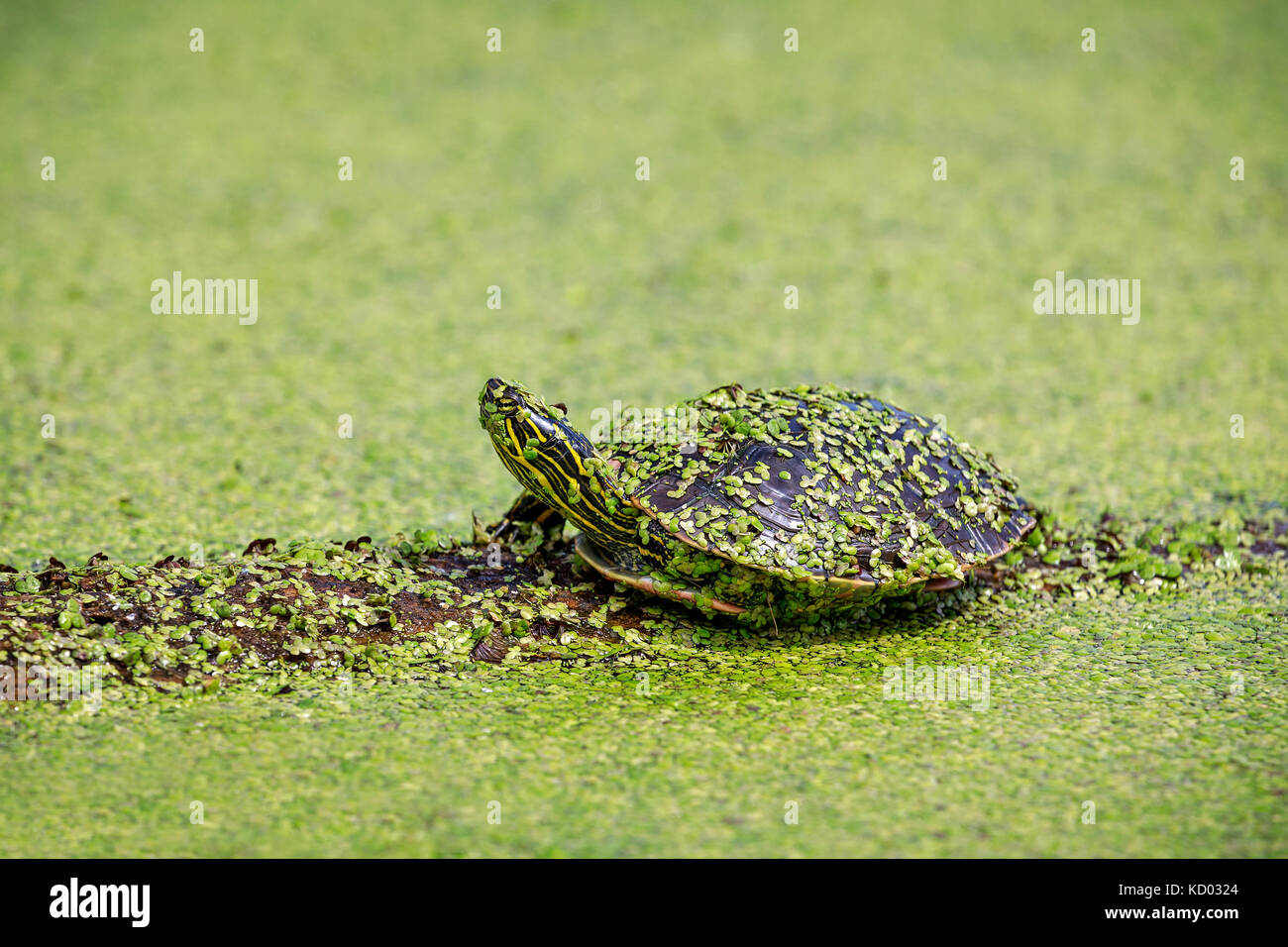 Western Painted Turtle on a log, covered in duckweed, Manitoba, Canada Stock Photo