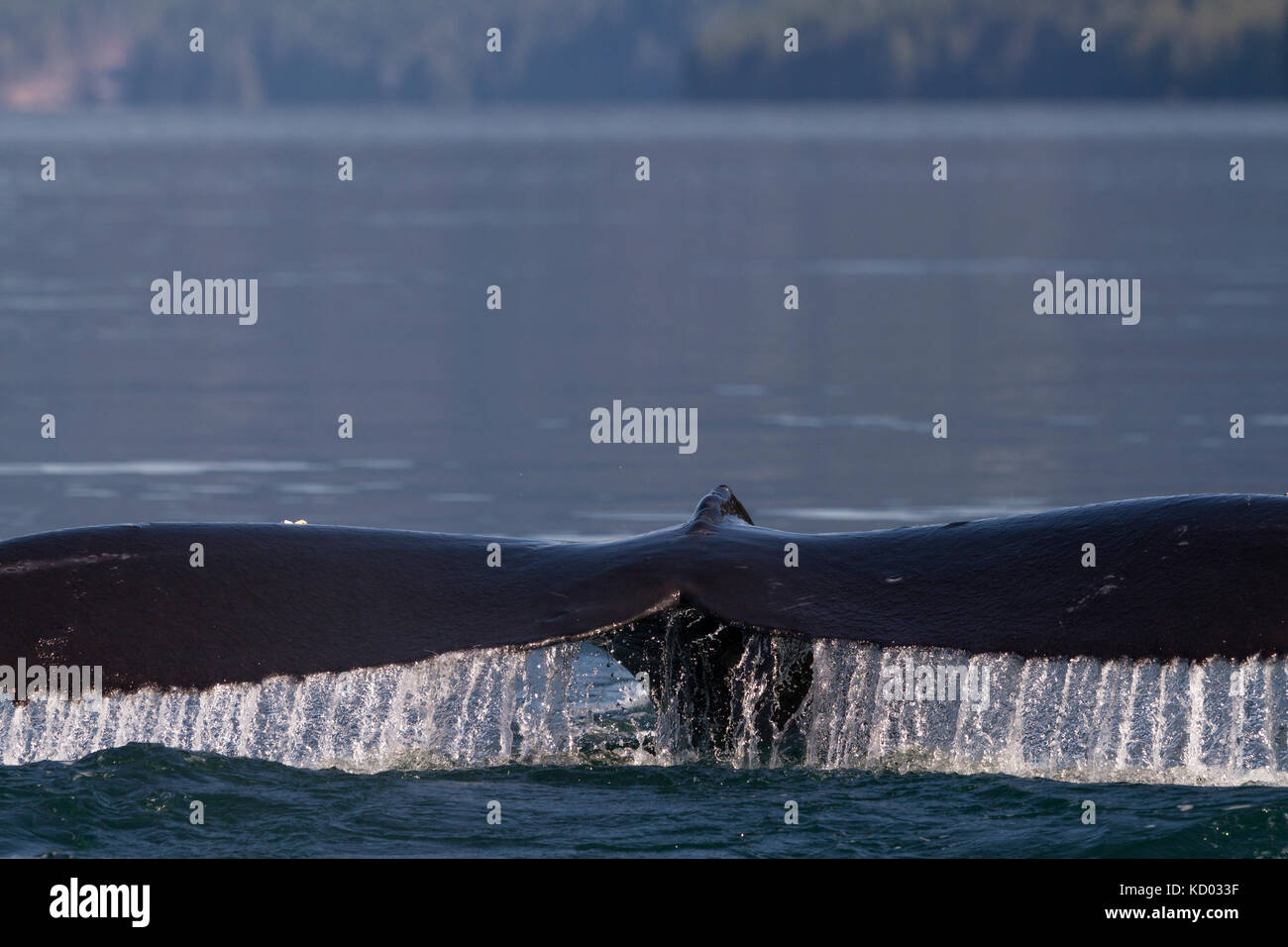 Humpback whale fluke  in Broughton Archipelago Marine Provincial Park, British Columbia, Canada. Stock Photo