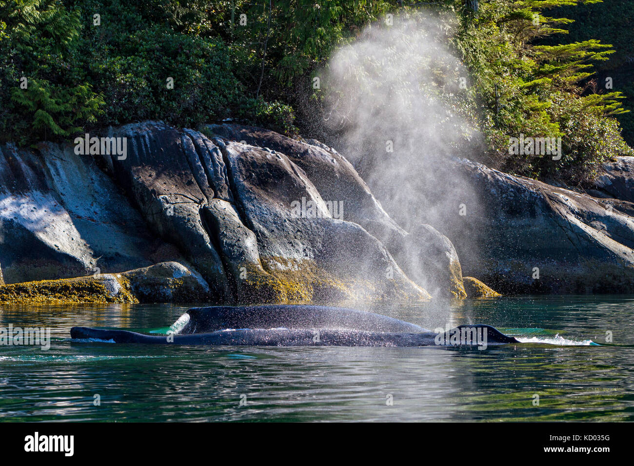 Humpback whales swimming close to the shore in Broughton Archipelago Provincial Marine Park off Vancouver Island, British Columbia, Canada. Stock Photo