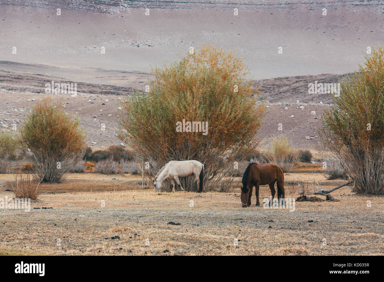 Horses grazing in the steppes and foothills of Western Mongolia Stock ...