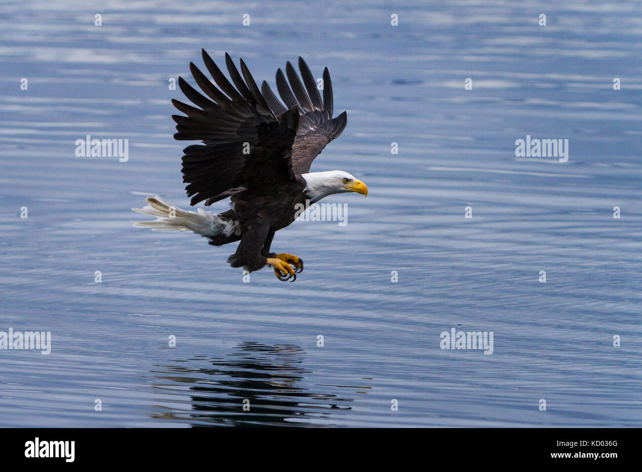 Adult bald eagle flying low over water ready to catch a fish in Broughton Archipelago Marine Provincial Park of northern Vancouver Island, British Columbia, Canada. Stock Photo
