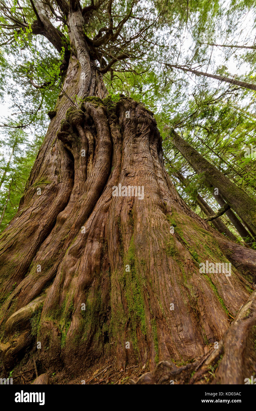 Tall red cedar tree in Cape Scott Provincial Park, Vancouver Island, British Columbia, Canada Stock Photo