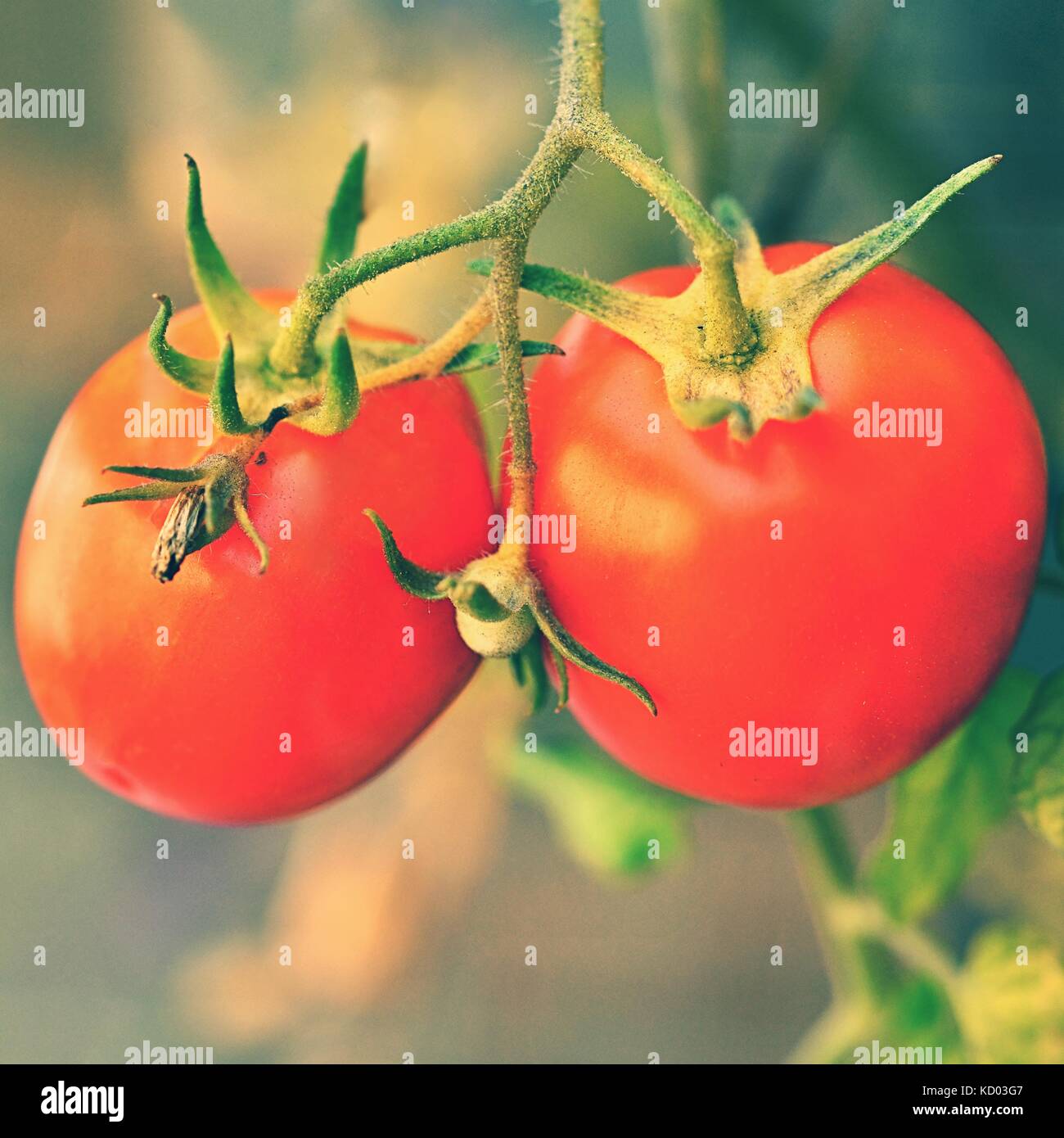 Beautiful ripe red tomatoes on a shrub Stock Photo - Alamy