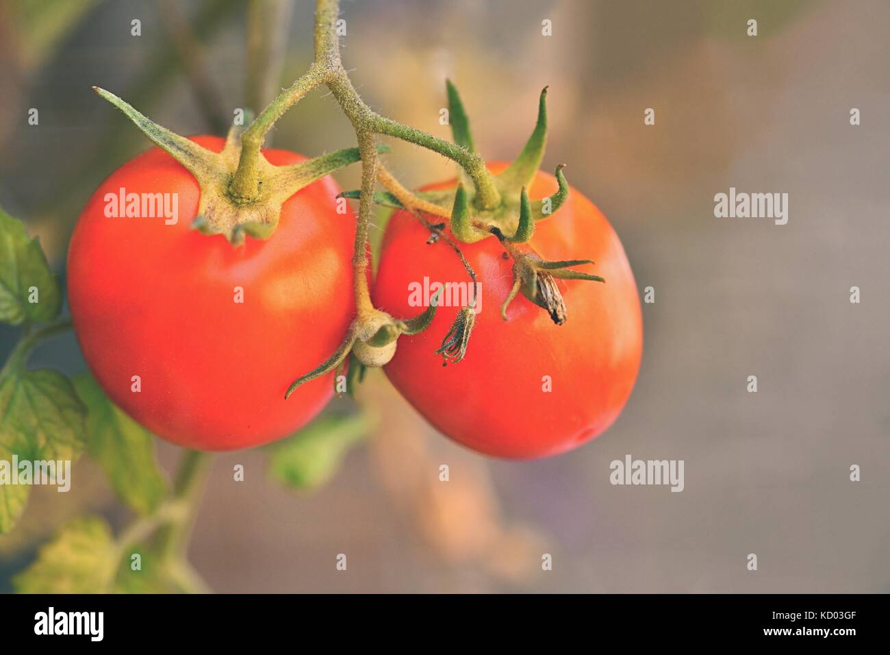 Beautiful ripe red tomatoes on a shrub Stock Photo - Alamy