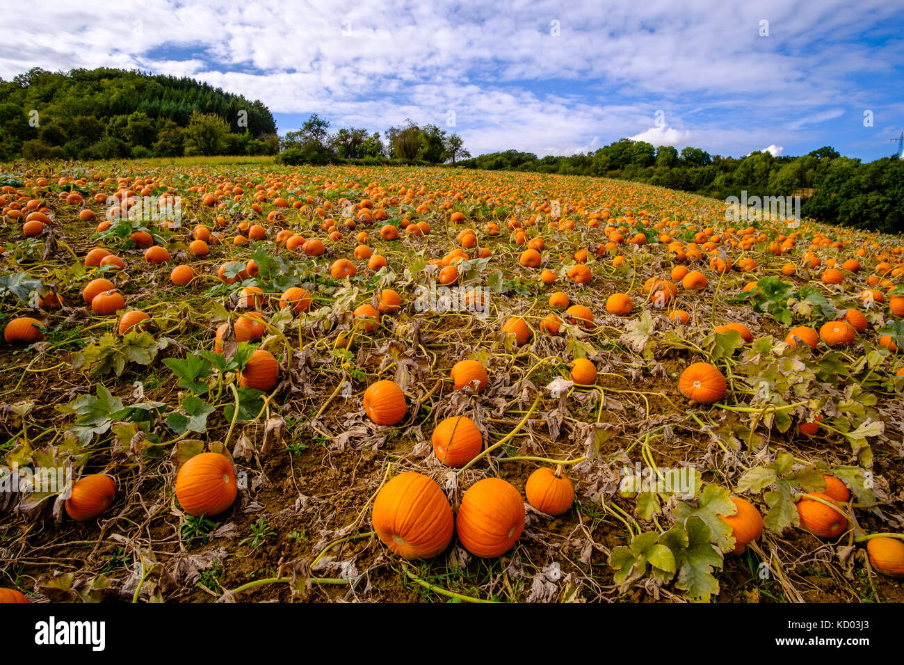 Pumpkins for Halloween, ready for harvest, are lying on a field Stock ...