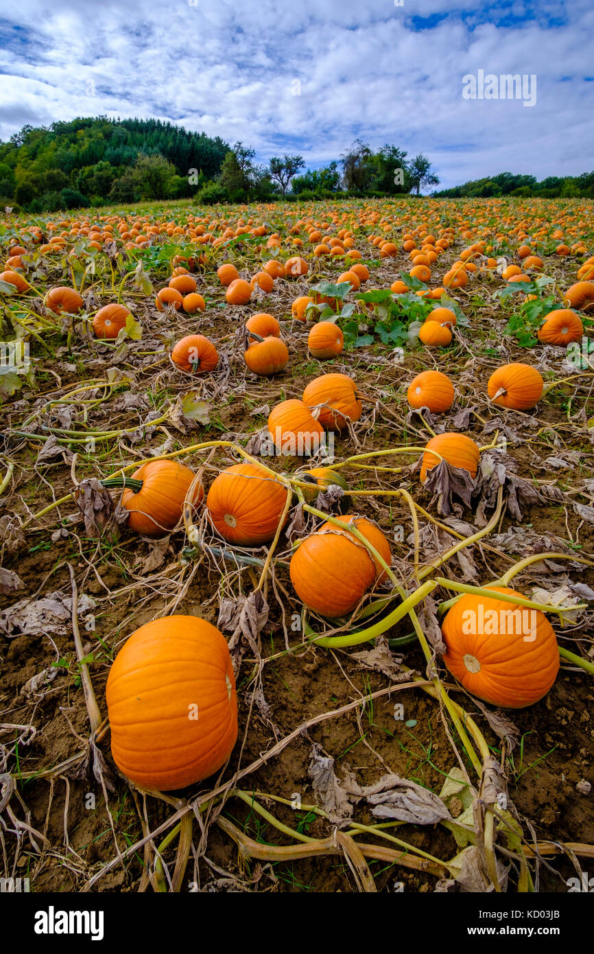 Pumpkins for Halloween, ready for harvest, are lying on a field Stock ...