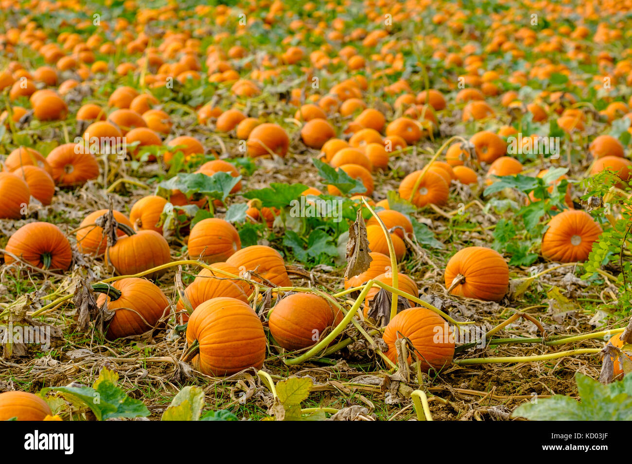 Pumpkins for Halloween, ready for harvest, are lying on a field Stock ...