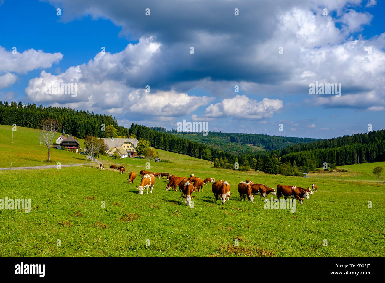 A herd of cows is grazing on a green mountain pasture in the Black ...