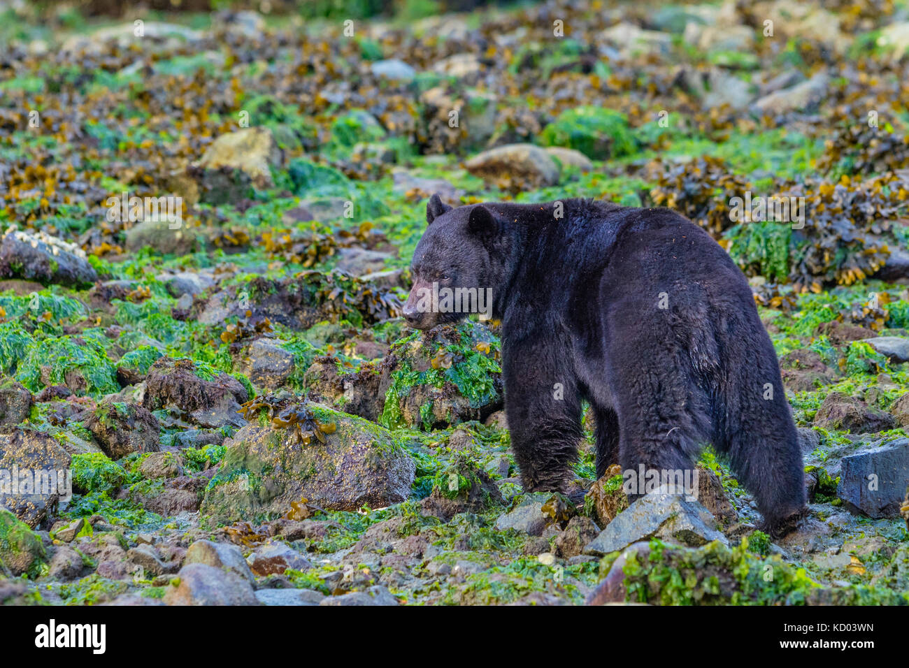 Black bear feeding along the beach at low tide, rolling rocks in the search of crabs and mussels, British Columbia, Canada. Stock Photo