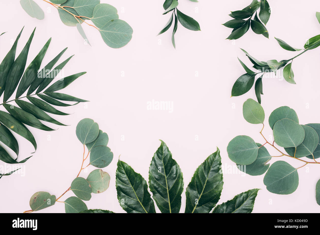 Different tropical leaves isolated on white background Stock Photo - Alamy