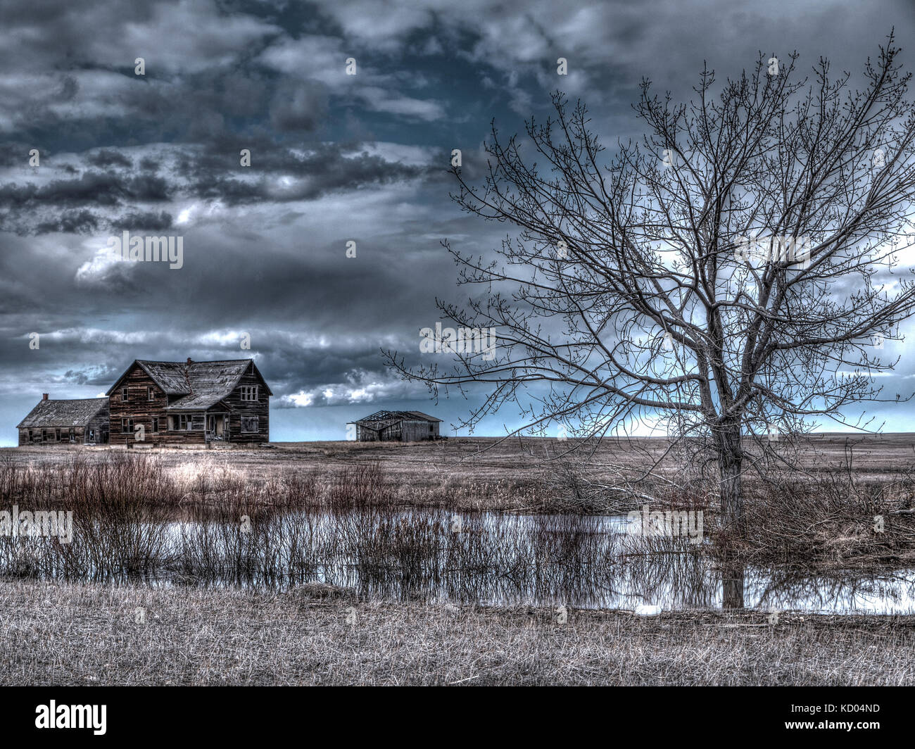 Abandoned farmhouse near Cereal, Alberta Stock Photo Alamy