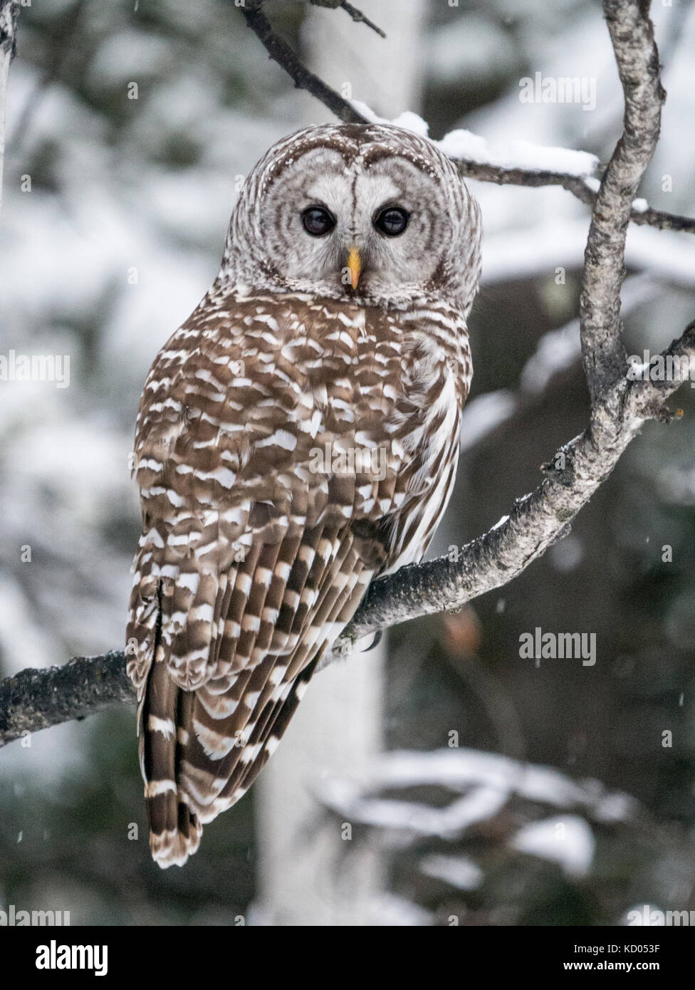 Barred Owl Strix varia Bragg Creek, Alberta Stock Photo