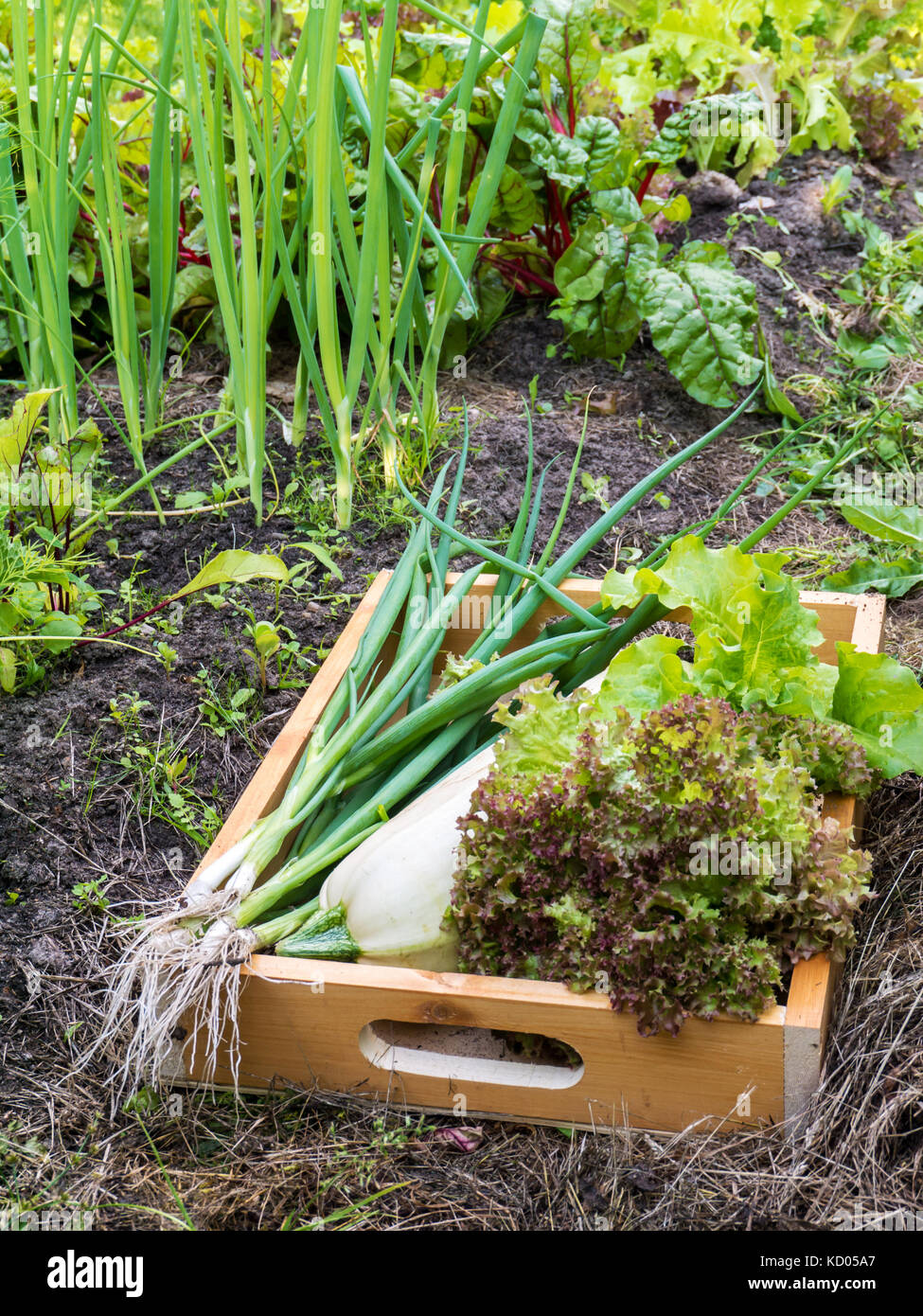 Zucchini, Lollo rosso lettuce salad and green onion in the organic vegetable garden. Vegetable beds. White marrow squash, lettuce head and green scall Stock Photo
